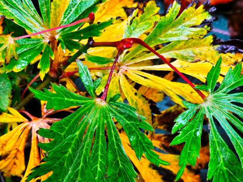Acer japonicum ‘Aconitifolium’ HORT'IS VIRIDIOS (R)